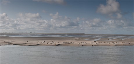 Baie d'Authie (Pas-de-Calais, France)