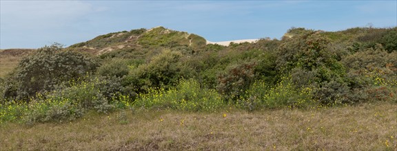 Quend (Baie de Somme, France), site de Belle Dune