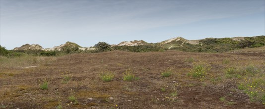 Quend (Baie de Somme, France), site de Belle Dune