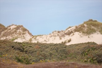 Quend (Baie de Somme, France), site de Belle Dune