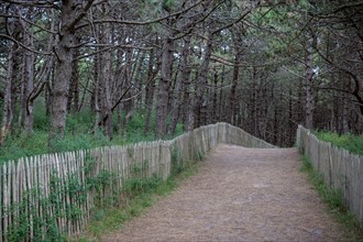Conservation area of Belle Dune in Quend