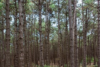 Conservation area of Belle Dune in Quend