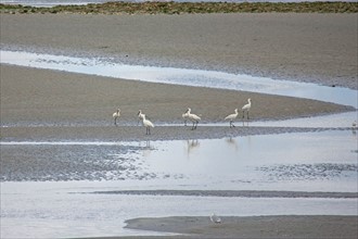 Saint-Valery-sur-Somme (Baie de Somme, France)