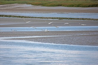 Saint-Valery-sur-Somme (Baie de Somme, France)