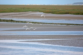 Saint-Valery-sur-Somme (Baie de Somme, France)