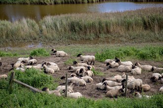 Le Crotoy (Baie de Somme, France)