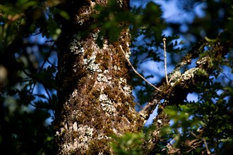 Parc des Grands Causses, tronc d'arbre avec mousse et lichen