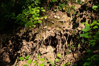 Parc des Grands Causses, racines d'un arbre