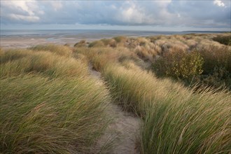 Le Touquet Paris Plage, dunes au dessus de la plage