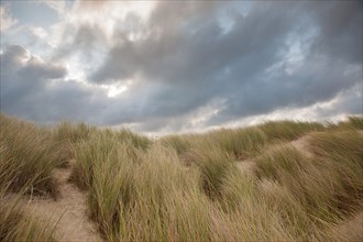 Le Touquet Paris Plage, dunes au dessus de la plage