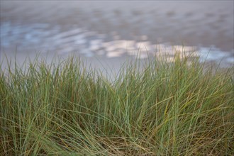 Le Touquet Paris Plage, dunes au dessus de la plage