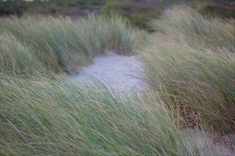 Le Touquet Paris Plage, dunes au dessus de la plage