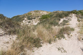 Cucq  Stella Plage (Côte d'Opale), dunes de Mayville