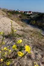 Merlimont Plage, sentier de découverte de la dune parabolique