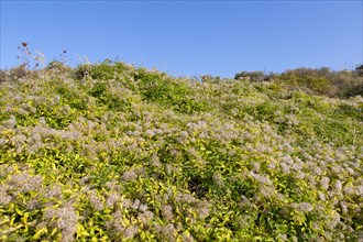 Merlimont Plage, végétation dunaire