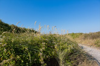 Merlimont Plage, sentier de découverte de la dune parabolique