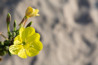 Merlimont Plage, végétation dunaire, fleur d'onagre