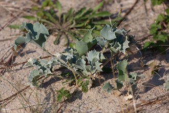 Merlimont Plage, Stella-Merlimont dunes, thistle