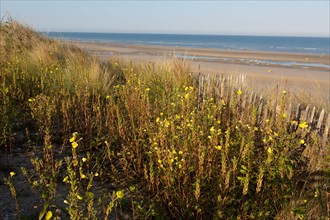 Merlimont Plage, Stella-Merlimont dunes