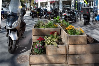 Paris, vegetalisation pot on the rue Daguerre