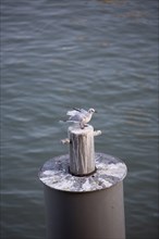Paris, seagull on the Seine river