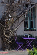Paris, wisteria on the restaurant "Au Vieux Paris d'Arcole"