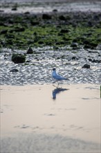 Plage du butin à Honfleur