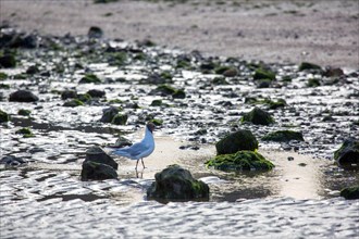 Plage du butin à Honfleur