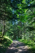 Morzine, Haute-Savoie, au fil de la Dranse de Morzine depuis le lac des Mines d'Or