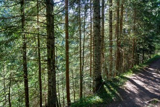 Morzine, Haute-Savoie, au fil de la Dranse de Morzine depuis le lac des Mines d'Or