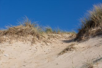 Dunes de Biville (Manche)