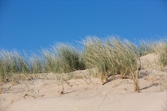 Dunes de Biville (Manche)