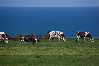 Normandy cows