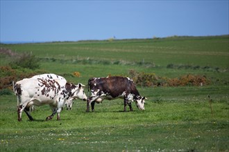 Vaches normandes