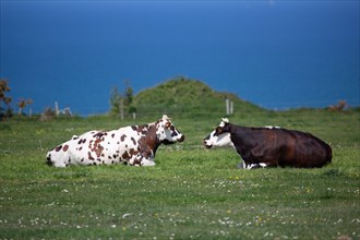 Normandy cows