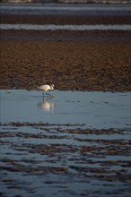 Blonville-sur-Mer (Calvados)