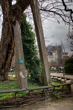 Paris, oldest tree of Paris located square René Viviani