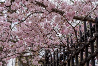 Paris, blossoming prunus