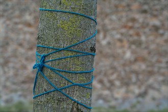 tree trunk with a blue string