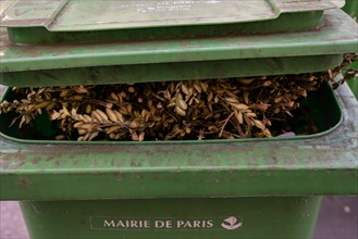 Paris, poubelle de déchets verts