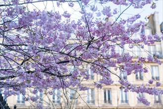 Paris, prunus en fleurs