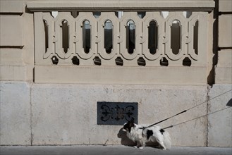 Paris, walking with a dog in the street