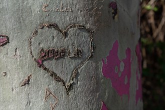 Paris, heart carved on a tree trunk