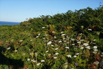 Pointe de Kermorvan, Finistère nord