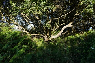 Pointe de Kermorvan, Finistère nord