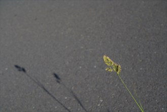 Ombre d'herbe sur la route