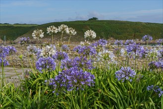 Agapanthes