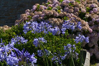 Agapanthus and hydrangeas