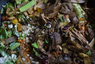 Food waste in vermicomposting bins