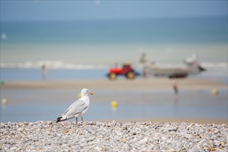 Quiberville-sur-Mer (Seine-Maritime)